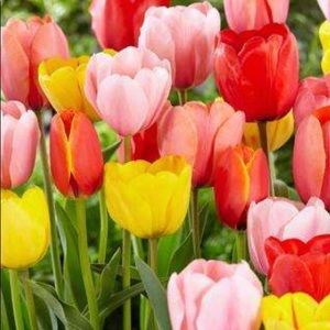 Meet your Posher, Kristin